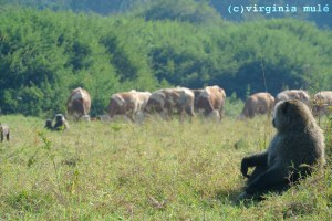 In places like Nyagatare, Rwanda, human-wildlife-livestock interactions are unavoidable.