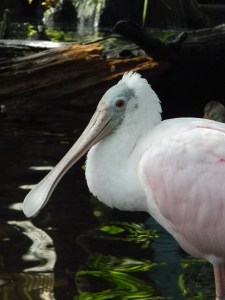 Spoonbill by Kenny Coogan