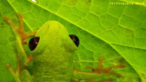 Look at those sticky toes!