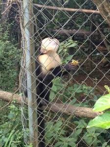 Adult Male Capuchin, Attempt to Reintroduce into Wild