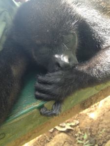 Male Juvenile Howler at the sanctuary