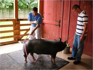 Target training a Berkshire pig