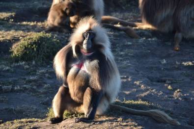 gelada1