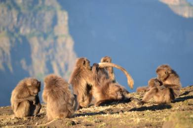 gelada2
