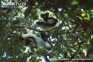 pair of indri