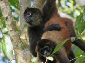 Black-handed spider monkey