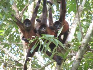 Black-handed spider monkey 