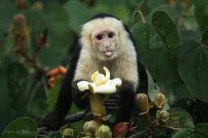 White-faced capuchin