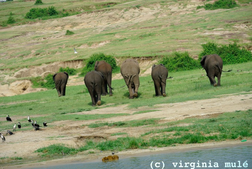 A family of elephants in Queen Elizabeth National Park, Uganda.