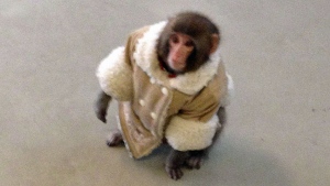 hi-ikea-monkey-852-4264581