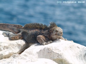 Marine iguanas need lots of sun to warm their bodies after foraging in the cold ocean.
