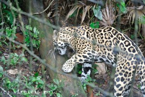Does your cat like catnip? For enrichment, the keepers like to provide novel smells for the animals once in a while. Here we see Junior Buddy, another of the zoo's resident jaguars, reacting to a spritz of cologne much like a domestic cat might react to a sprinkling of catnip.
