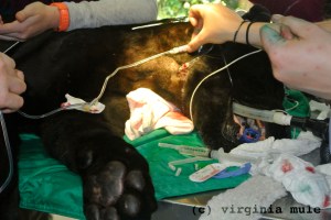 Although Lucky Boy likes people, we didn't want to find out if he liked us enough to allow us to extract his teeth while he was awake...