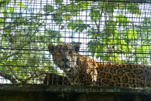 Rocky is one of the many jaguars that lives at the zoo after developing a preference for hunting livestock rather than wild game. The zoo works with farmers to encourage them to trap the jaguars for relocation to the zoo, rather than shooting/killing them.
