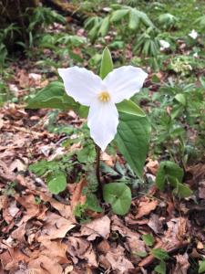 Large Flowered Trillium, picture taken by Arrianne
