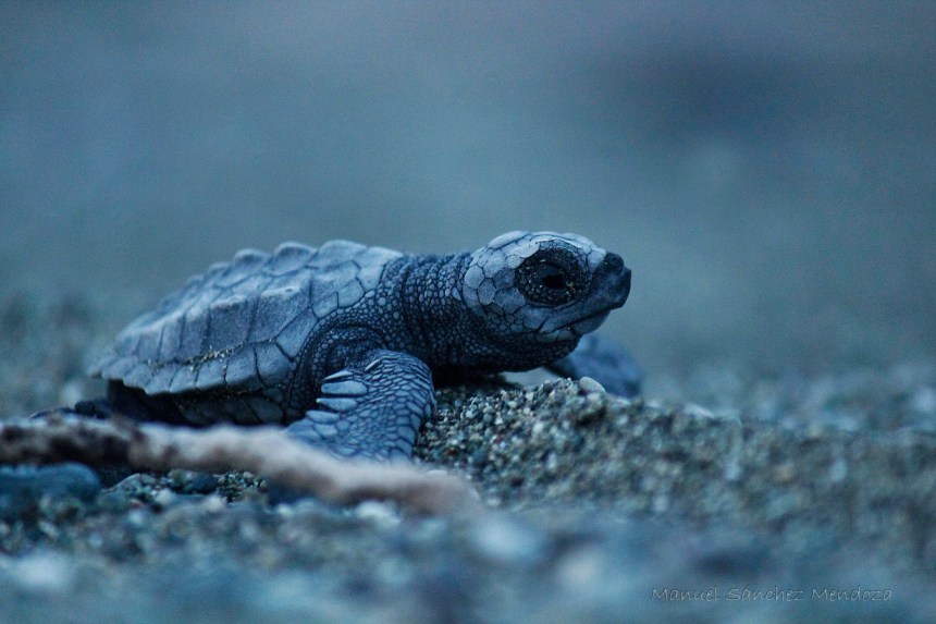 Olive Ridley Sea Turtle Piro Beach- Osa Peninsula, Costa Rica Photo Credit to Manuel Sánchez Mendoza 