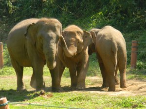 Elephants at the camp interact with one another daily, though breeding is not encouraged. Photo by: Lisa Barrett