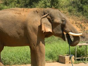 Somjai, Sahm's older brother, drinks from a hose in the elephant camp.