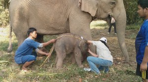 Mahouts assist Gae in measuring necklace-wearing, day-old Sahm. Photo by: Lisa Barrett