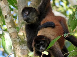 Black handed spider monkeys