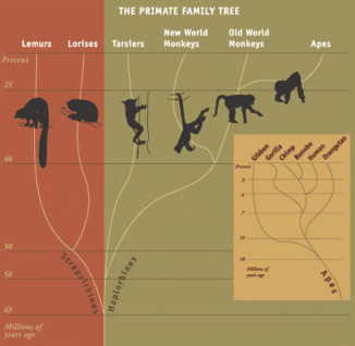 10831072013_primate_family_tree