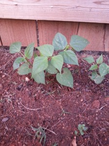 Green bean plants grown in my garden.