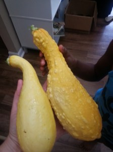 Squash I had grown in my garden.