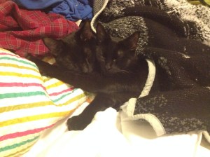 Black cats have an especially hard time finding homes, so I got these guys as an adopt-one, get-one-free deal.