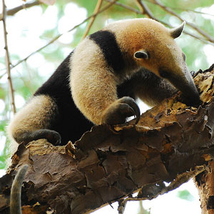 anteater