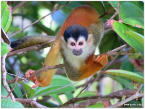 Central American Squirrel Monkey
