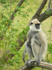 langur