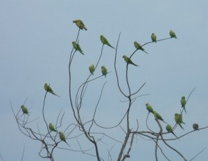parakeets
