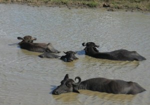 water buffalo