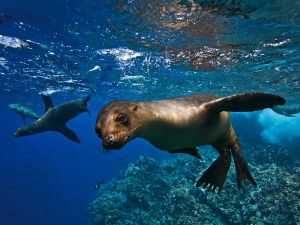 galapagos-sea-lion_20473_600x450