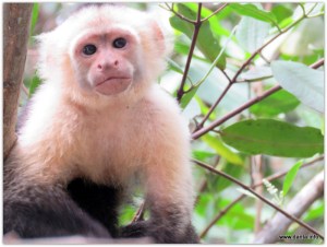 White-faced capuchin monkey
