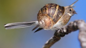Snail-Bird-55486-670x376