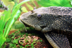 Plecostomus