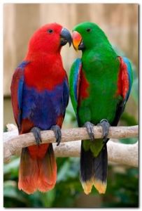 eclectus