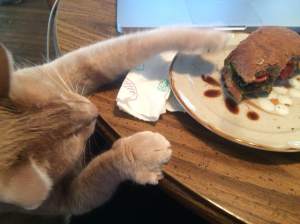 Even obligate carnivores think this vegetarian recipe is great! However, I don’t recommend sharing with your cat because the excessive garlic in pesto can cause hemolytic anemia (destruction of red blood cells) in cats. Plus, this recipe is too delicious for sharing!