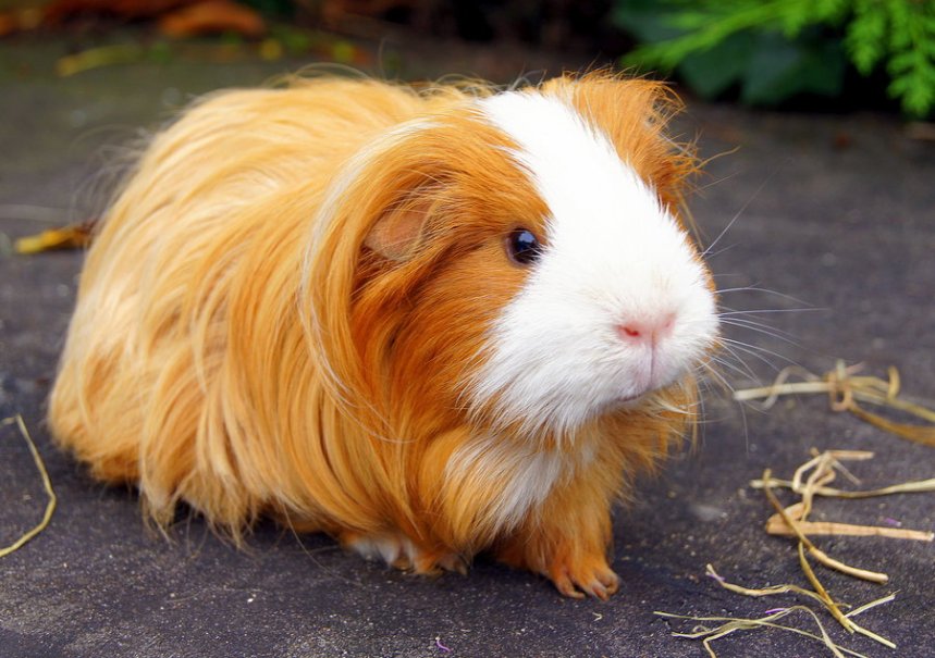 Guinea-Pig-05