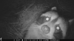 2046:081216:56F:CAMERA3 :2