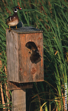 wood-duck-box