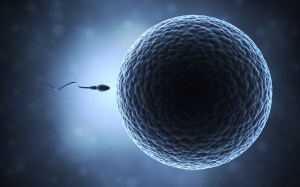 sperm_egg