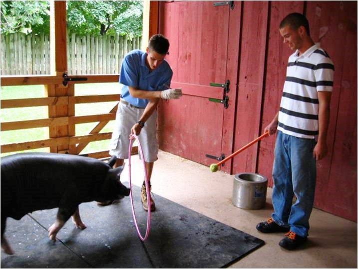Training Berkshire pig to go through hoola hoop with target pole