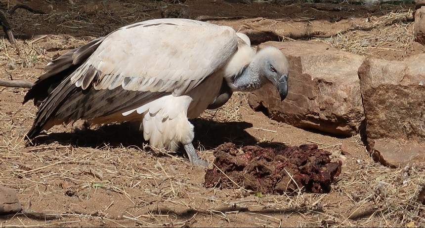 Cape Vulture