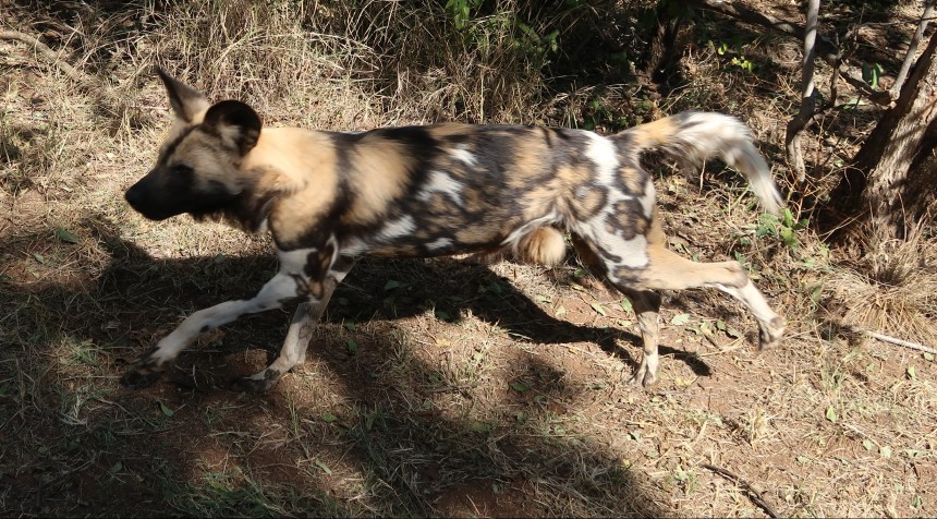 African Wild Dog