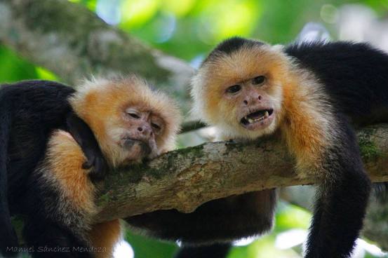 capuchins-manuel
