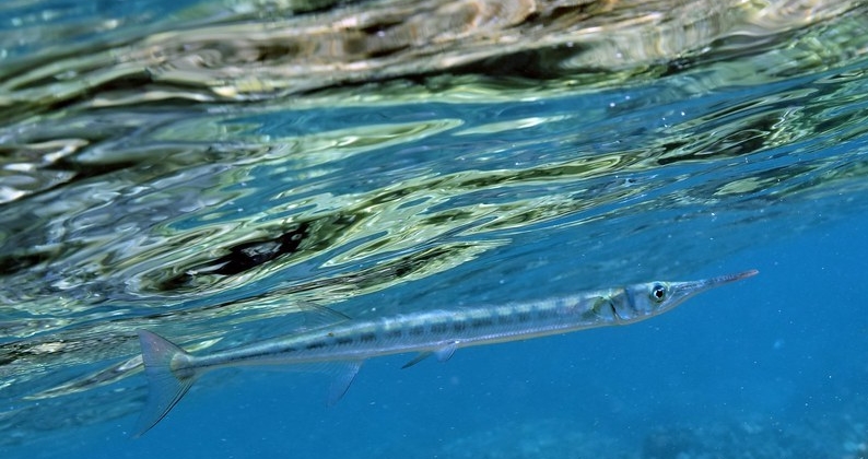 needlefish